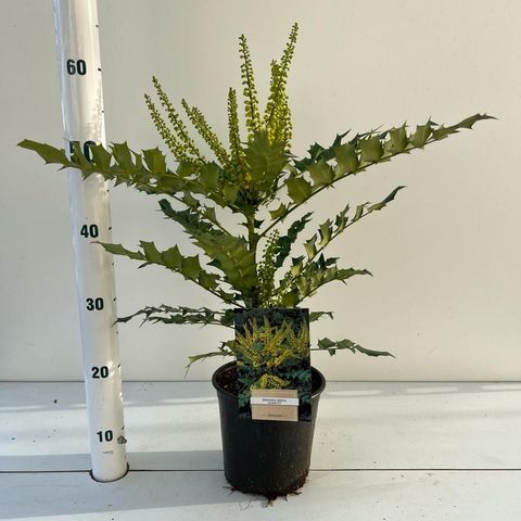 Mahonia x media 'Чарити'