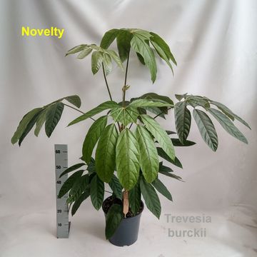 Trevesia burckii