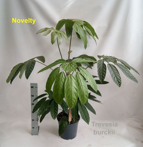 Trevesia burckii