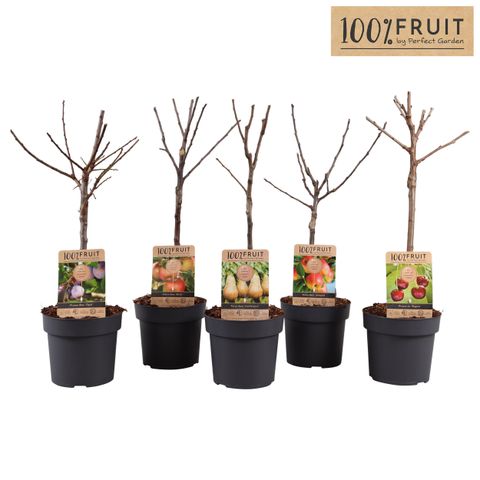 Plantes fruitières MIX