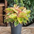 Aglaonema 'Salmon Fantasy'