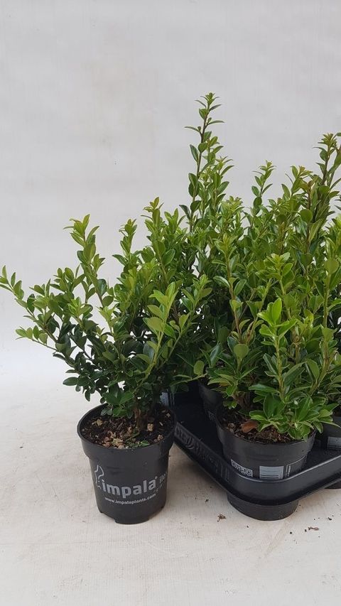 Ilex maximowicziana kanehirae