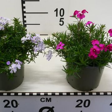 Phlox SUBULATA MIX