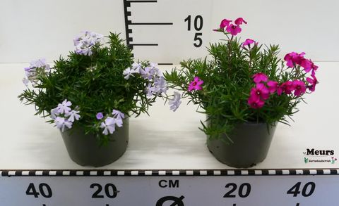 Phlox SUBULATA MIX