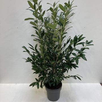 Prunus laurocerasus 'Herbergii'