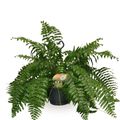 Nephrolepis bisserata 'Macho'