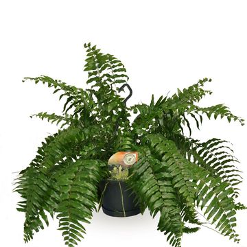 Nephrolepis bisserata 'Macho'