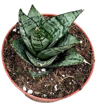 Sansevieria 'Ehrendel'