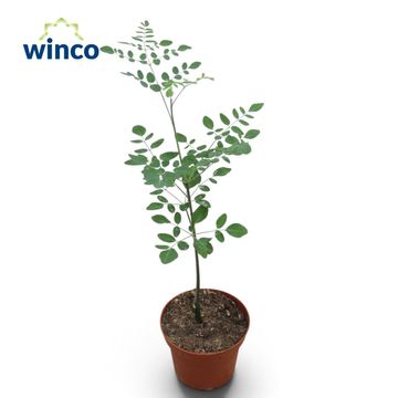 Moringa drouhardii