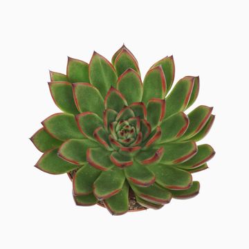 Echeveria agavoides