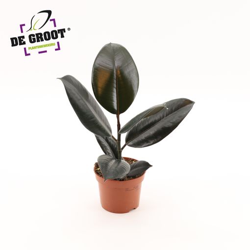 Ficus elastica 'Abidjan'