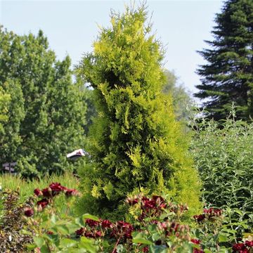 Thuja occidentalis 'Salland'