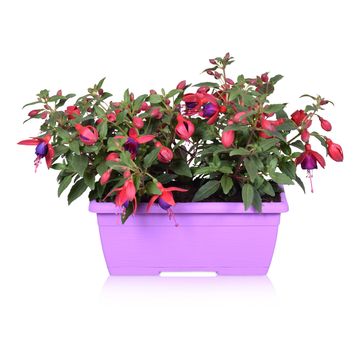 Fuchsia BELLA MIX