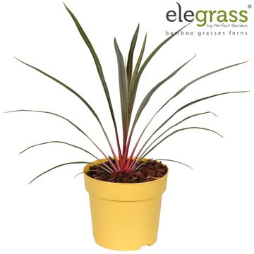 Cordyline australis MAGIC STAR