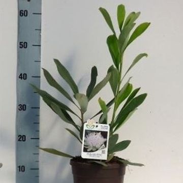 Telopea SHADY LADY WHITE