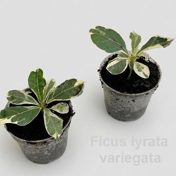 Ficus lyrata 'Variegata'