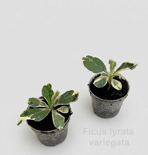 Ficus lyrata 'Variegata'