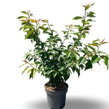 Prunus serrulata 'Kanzan'
