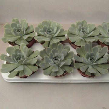 Echeveria minima