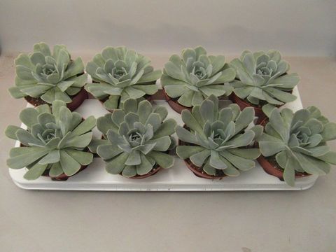 Echeveria minima