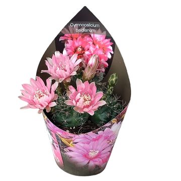 Gymnocalycium baldianum