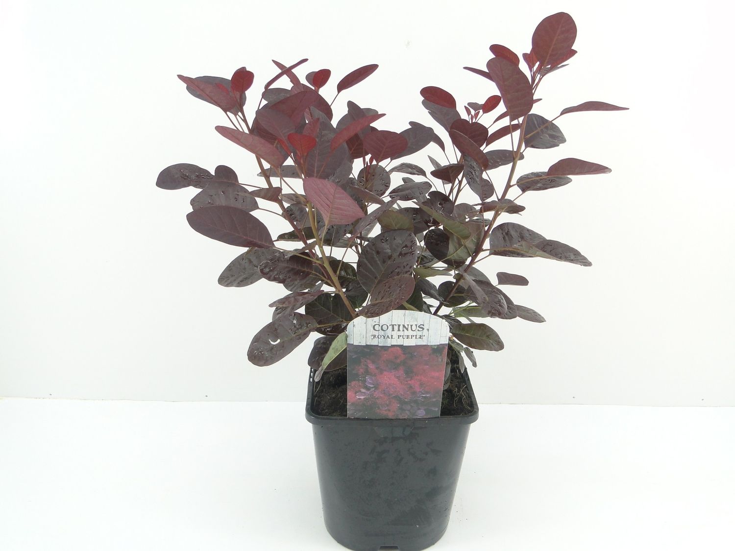 Cotinus coggygria 'Royal Purple' — Plant Wholesale FlorAccess