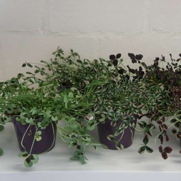 Trifolium repens MIX