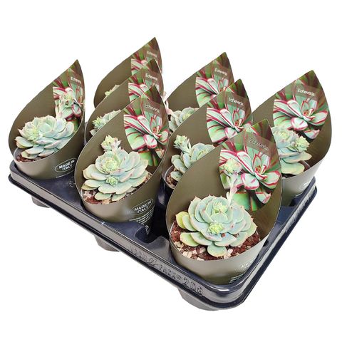 Echeveria 'Clair de Lune'