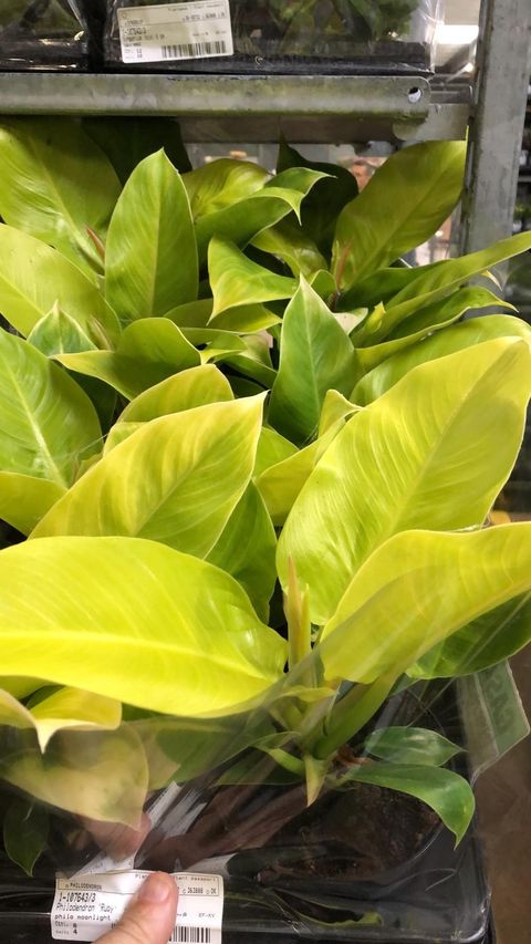 Philodendron 'Moonlight'