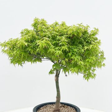 Acer palmatum 'Kiyohime'