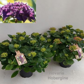 Hydrangea macrophylla HOVARIA HOBERGINE
