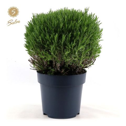 Lavandula angustifolia 'Felice Premium Provence'