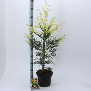 Cryptomeria japonica 'Barabits Gold'