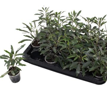 Schefflera elegantissima 'Castor'