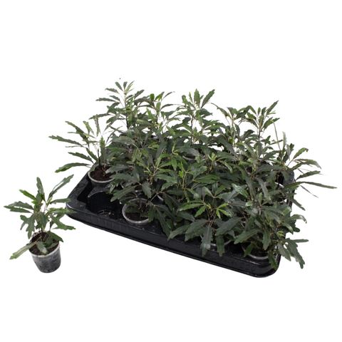 Schefflera elegantissima 'Castor'