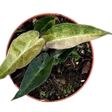 Alocasia 'Polly Yellow Variegata'