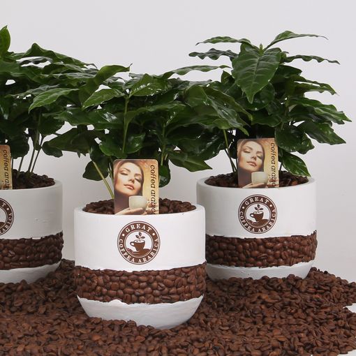 Coffea arabica (Groot BV, Kwekerij J. de)
