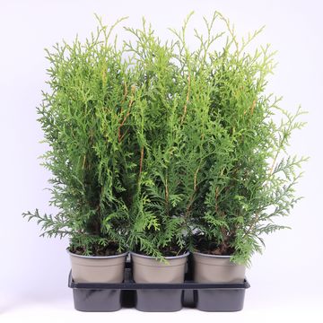 Thuja occidentalis 'Brabant'