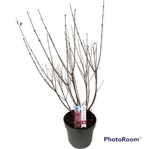 Syringa BLOOMERANG PINK PERFUME