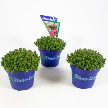 Sedum sexangulare