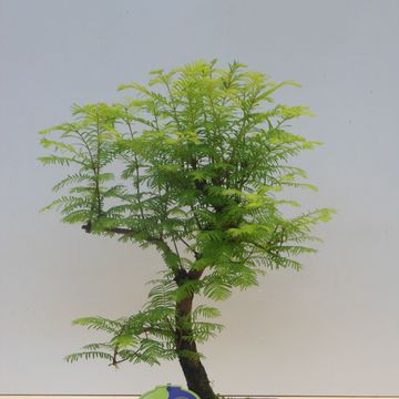 Metasequoia glyptostroboides