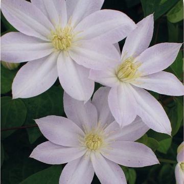 Clematis 'Etoile Nacrée' (EL)