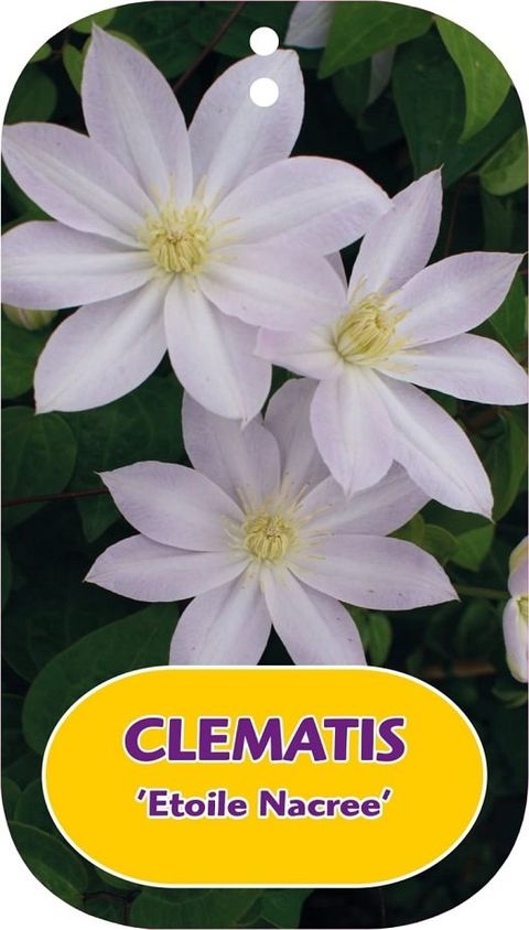 Clematis 'Etoile Nacrée' (EL)