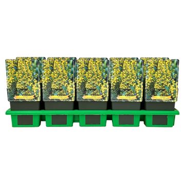 Solidago flexicaulis 'Flexi Belle'