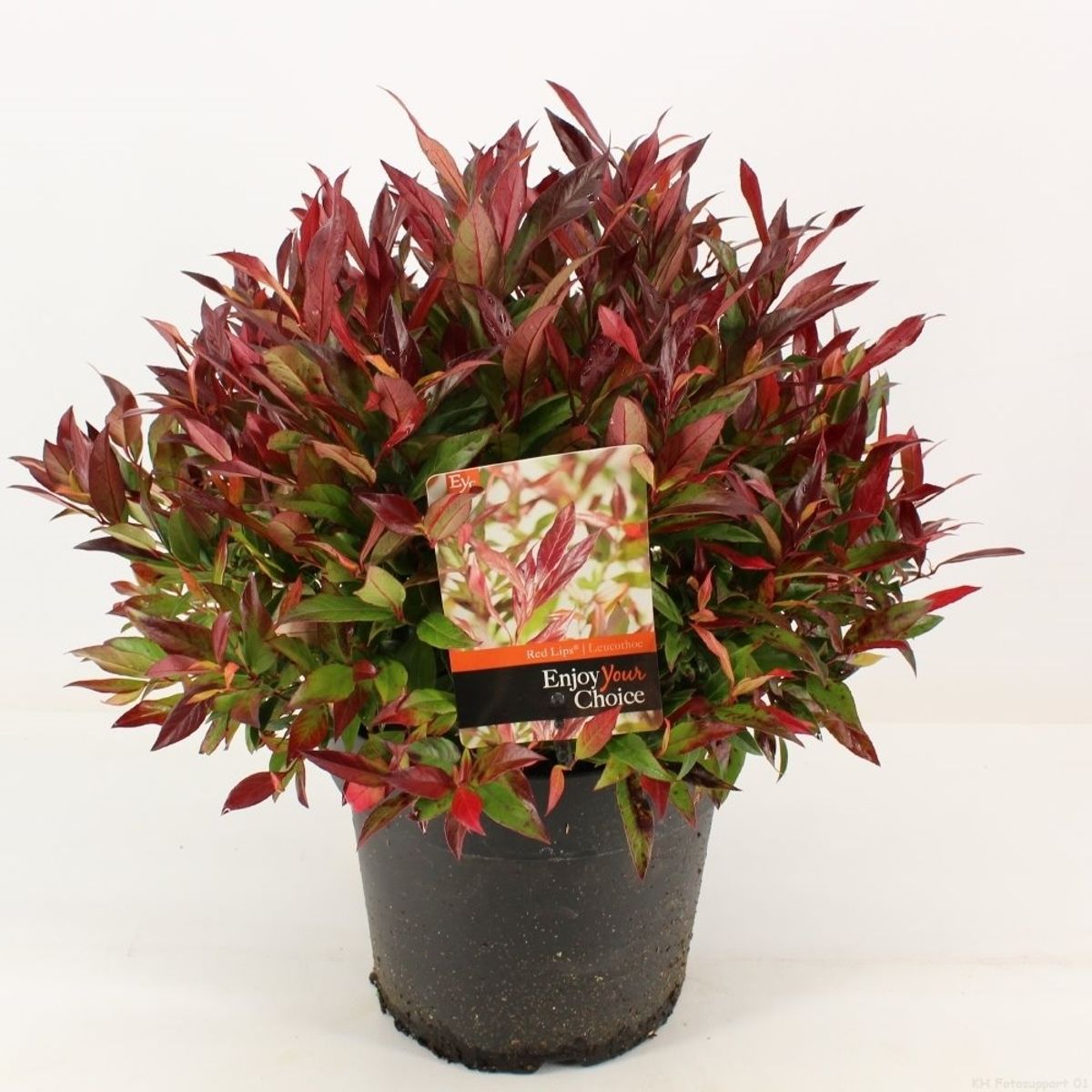 klynke bule Afslag Leucothoe RED LIPS — Plant Wholesale FlorAccess
