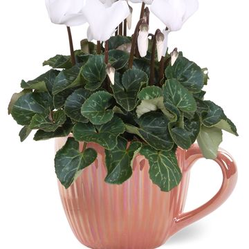 Cyclamen persicum SUPER SERIE S ALLURE MIX