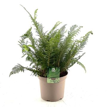 Polystichum setiferum 'Proliferum'