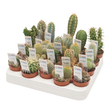 Cactus MIX