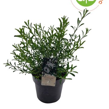 Eriostemon myoporoides 'White Star'