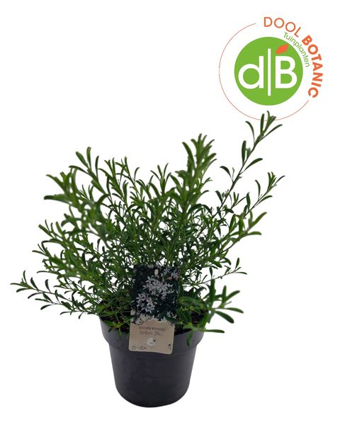 Eriostemon myoporoides 'White Star'